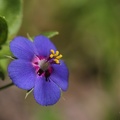 Acker-Gauchheil (Anagallis arvensis var. azurea)